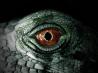 Iguana 4066341 960 720