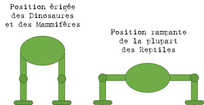 Position des Dinosaures